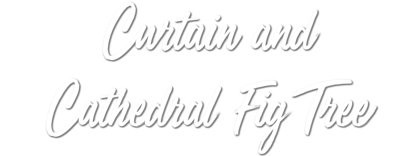 GALLERY-HEADINGS-ATH-Fig-Trees Curtain and cathedral Fig Trees heading