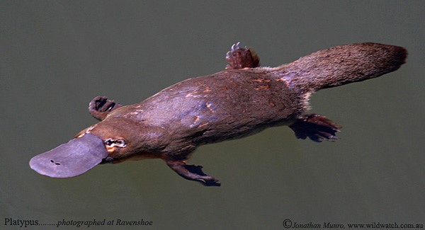 Platypus Platypus: Australian iconic animal on a tour of Cairns