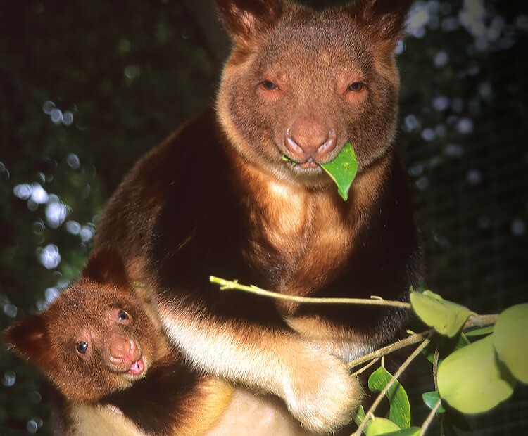 Tree-Kangaroo: Australian iconic animal