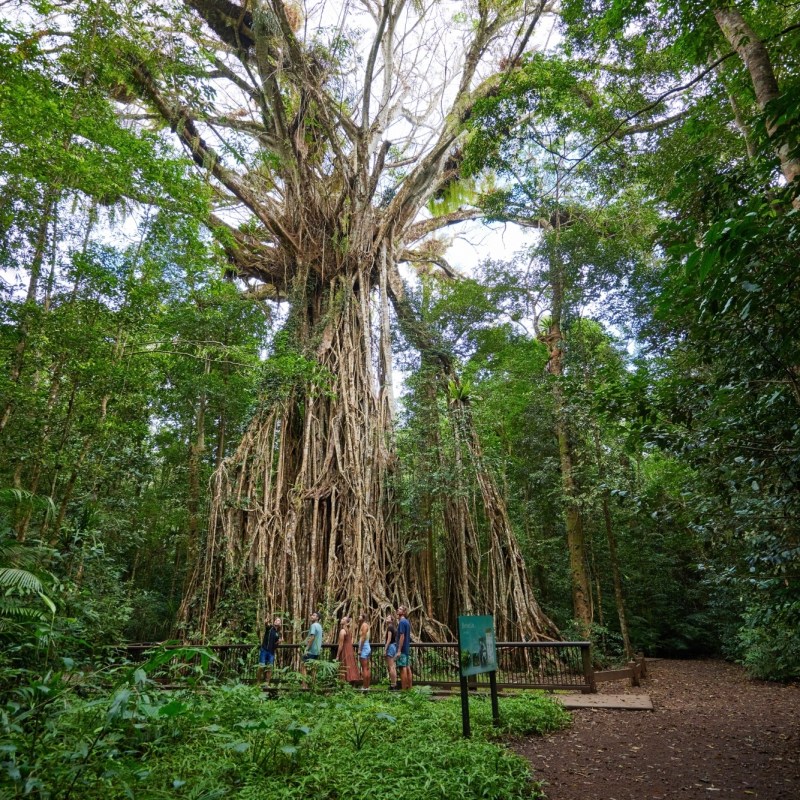 Beautiful view of fig tree during rainforest day tour