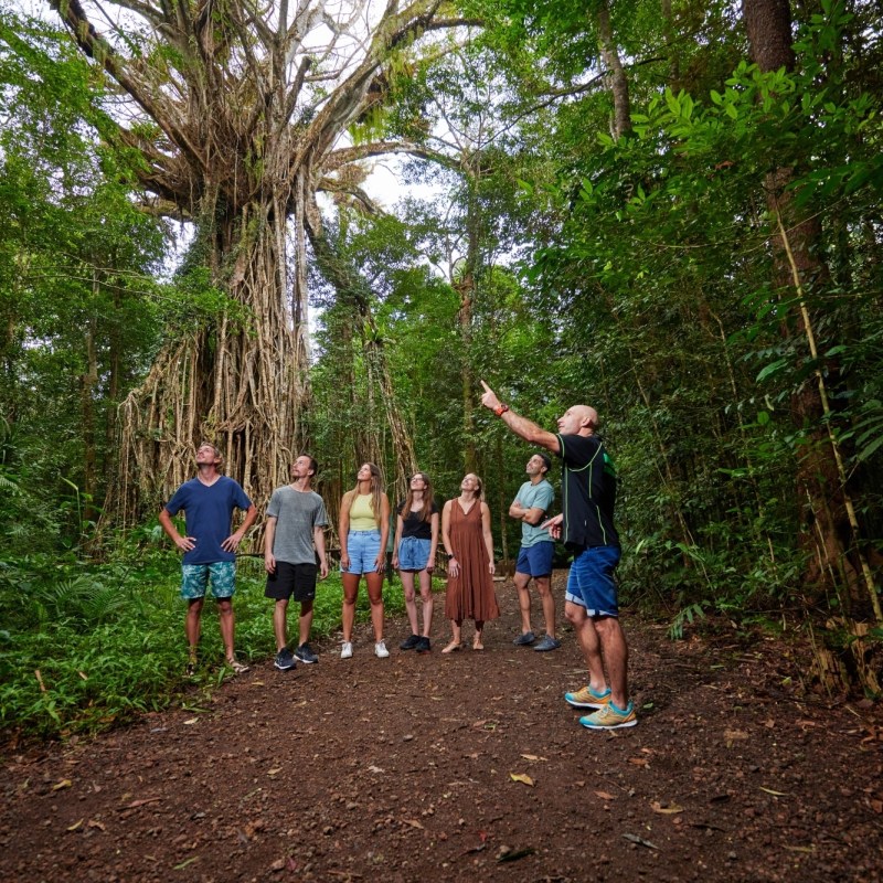 Group exploring fig tree during rainforest day tour