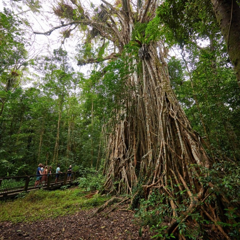 Group exploring fig tree during rainforest day tour