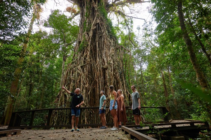 Group exploring fig tree during rainforest day tour