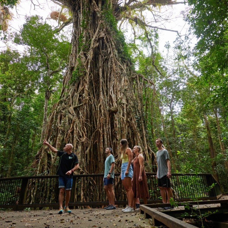 Group exploring fig tree during rainforest day tour