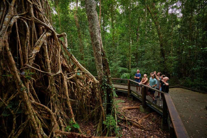 Group exploring fig tree during rainforest day tour