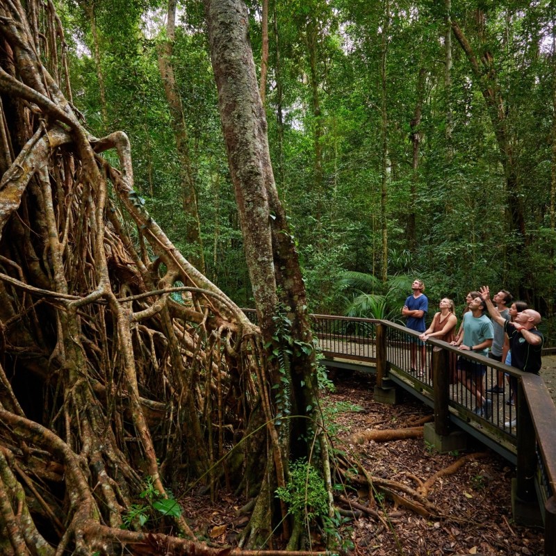 Group exploring fig tree during rainforest day tour