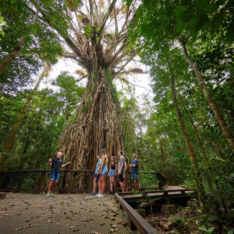 Group exploring fig tree during rainforest day tour