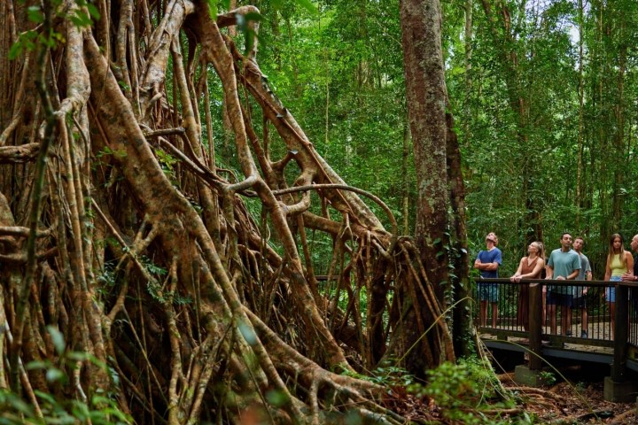 Group exploring fig tree during rainforest day tour