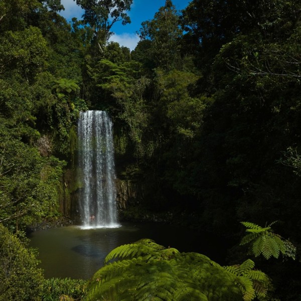 Milla Milla Waterfalls surrounded by trees