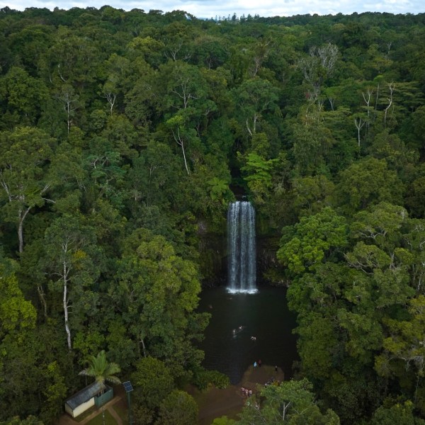 Large tree in a forest on a Milla Milla Waterfalls