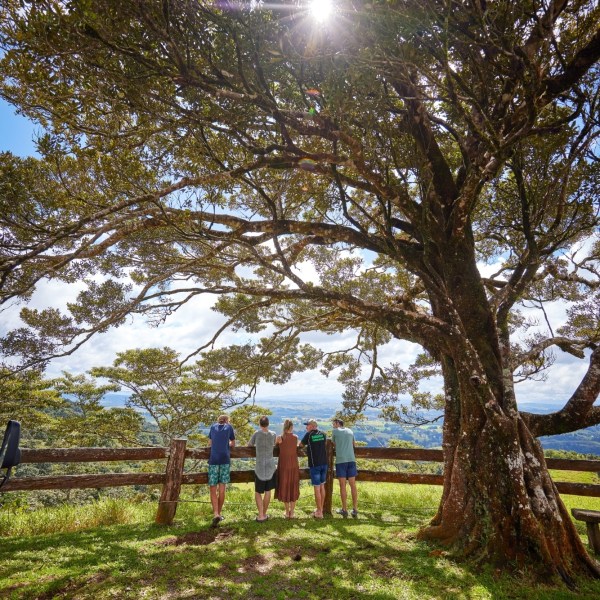 Group of people standing next to a tree on a day trip to Cairns