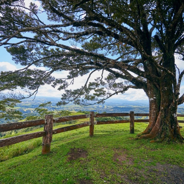 Green field with trees for a tour in Cairns